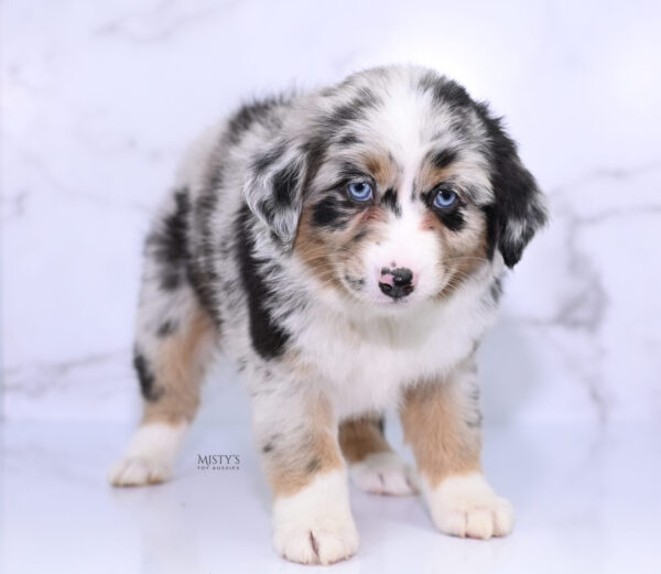 Mini / Toy Australian Shepherd Puppy Seraphina