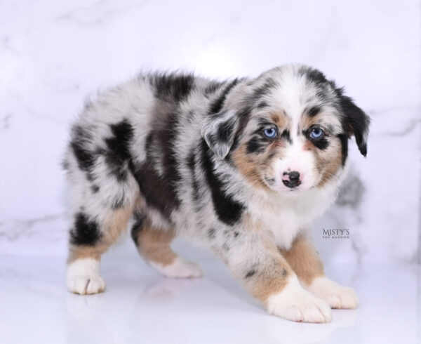 Mini / Toy Australian Shepherd Puppy Seraphina