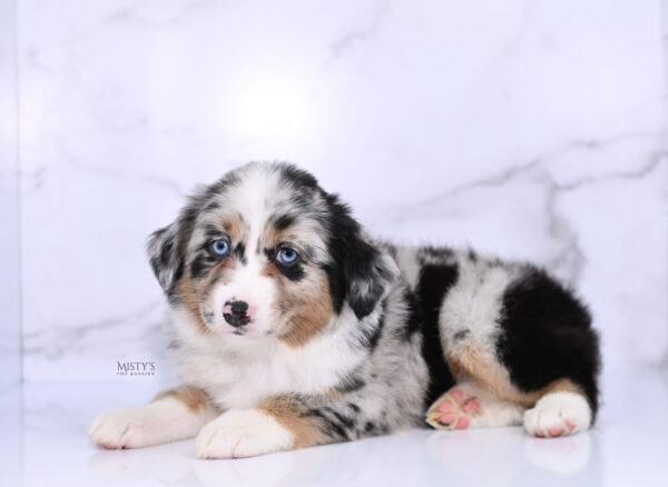 Mini / Toy Australian Shepherd Puppy Seraphina