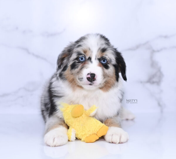 Mini / Toy Australian Shepherd Puppy Seraphina