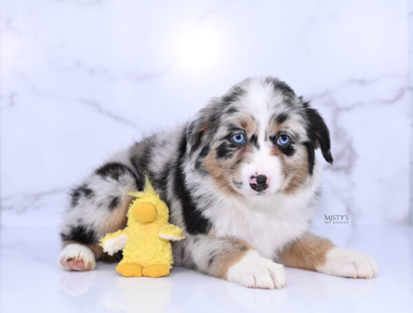 Mini / Toy Australian Shepherd Puppy Seraphina