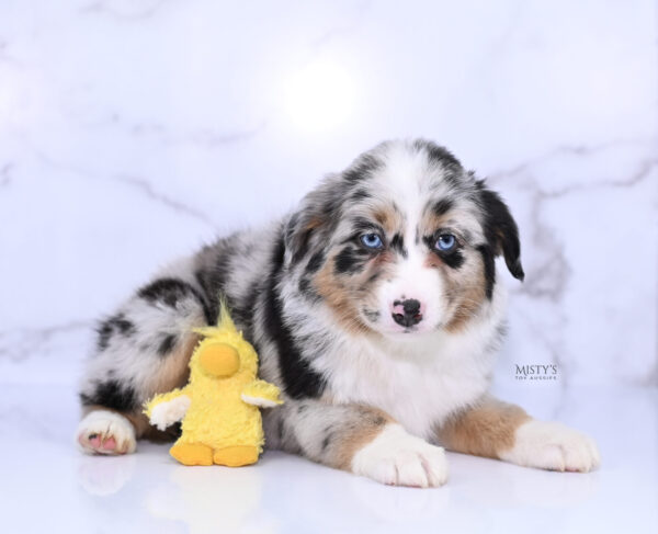 Mini / Toy Australian Shepherd Puppy Seraphina