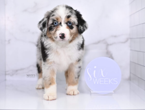 Mini / Toy Australian Shepherd Puppy Seraphina