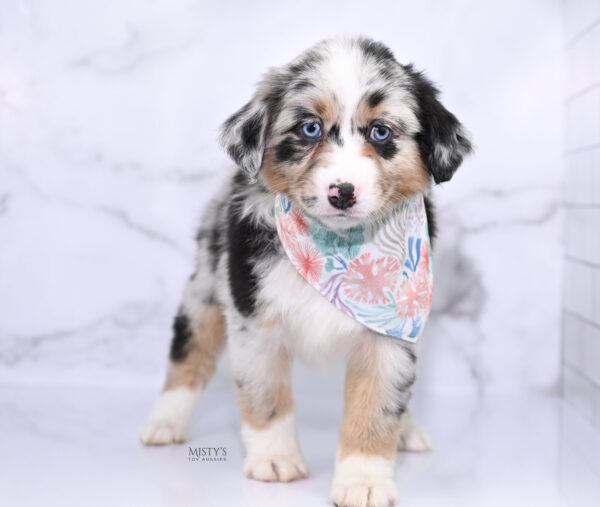 Mini / Toy Australian Shepherd Puppy Seraphina