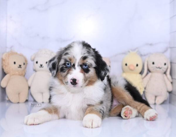 Mini / Toy Australian Shepherd Puppy Seraphina