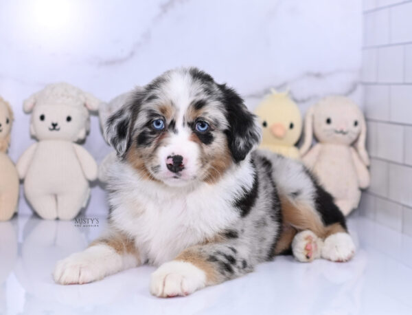 Mini / Toy Australian Shepherd Puppy Seraphina