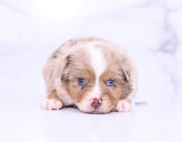 Mini / Toy Australian Shepherd Puppy Tovie