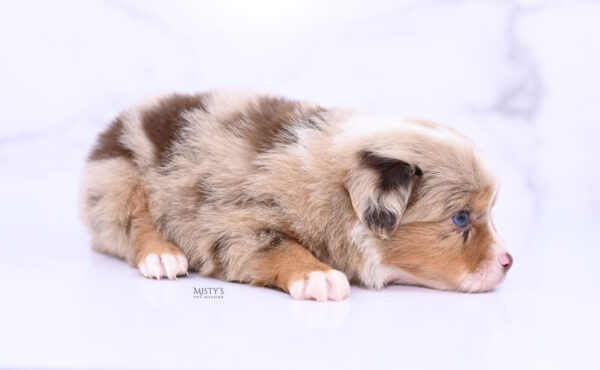 Mini / Toy Australian Shepherd Puppy Tovie