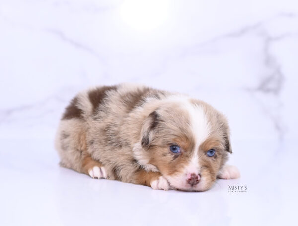 Mini / Toy Australian Shepherd Puppy Tovie