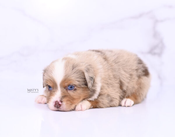 Mini / Toy Australian Shepherd Puppy Tovie