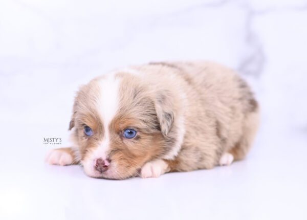 Mini / Toy Australian Shepherd Puppy Tovie