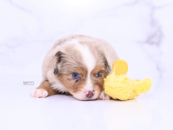 Mini / Toy Australian Shepherd Puppy Tovie