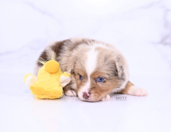 Mini / Toy Australian Shepherd Puppy Tovie