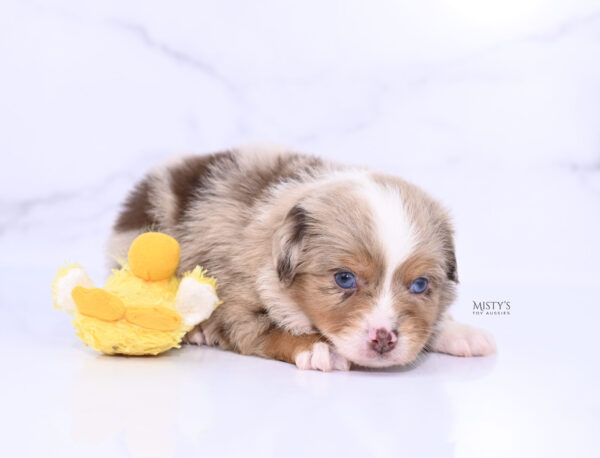 Mini / Toy Australian Shepherd Puppy Tovie