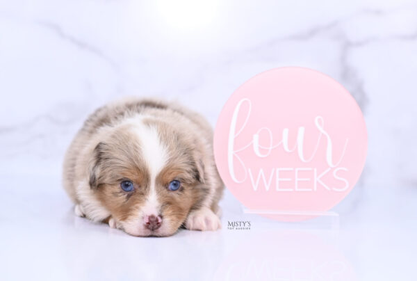 Mini / Toy Australian Shepherd Puppy Tovie