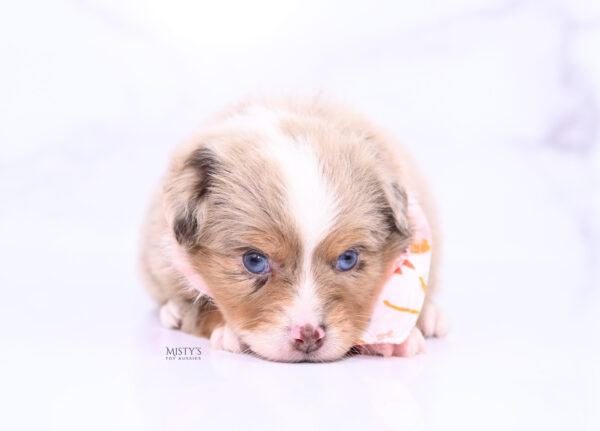 Mini / Toy Australian Shepherd Puppy Tovie