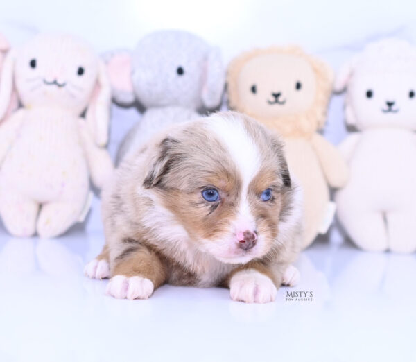 Mini / Toy Australian Shepherd Puppy Tovie
