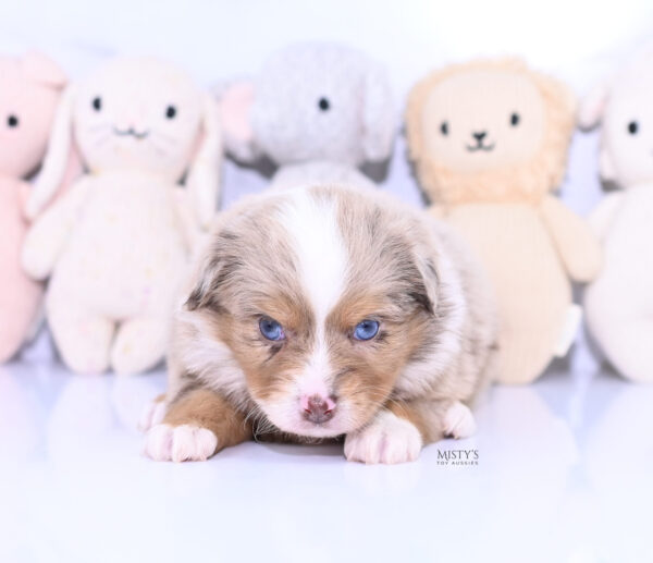 Mini / Toy Australian Shepherd Puppy Tovie