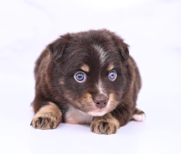 Mini / Toy Australian Shepherd Puppy Ridley