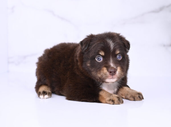 Mini / Toy Australian Shepherd Puppy Ridley