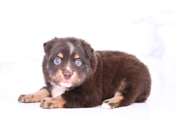 Mini / Toy Australian Shepherd Puppy Ridley