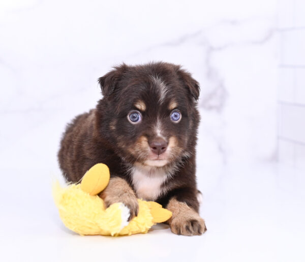 Mini / Toy Australian Shepherd Puppy Ridley
