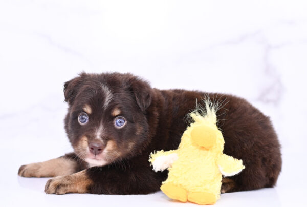 Mini / Toy Australian Shepherd Puppy Ridley