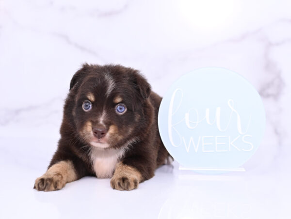 Mini / Toy Australian Shepherd Puppy Ridley