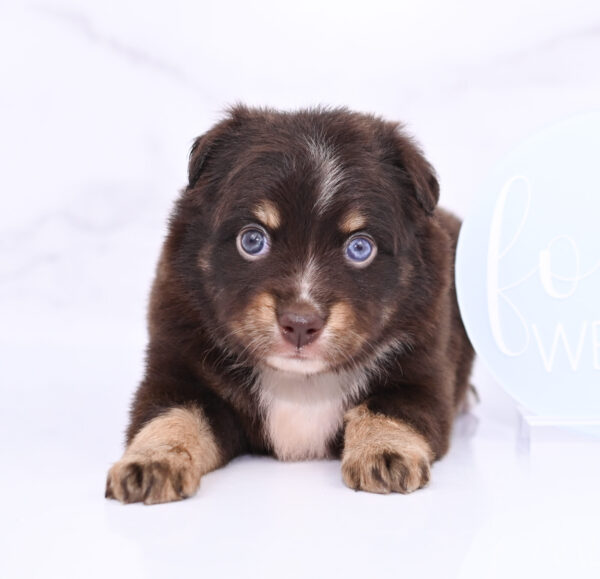 Mini / Toy Australian Shepherd Puppy Ridley