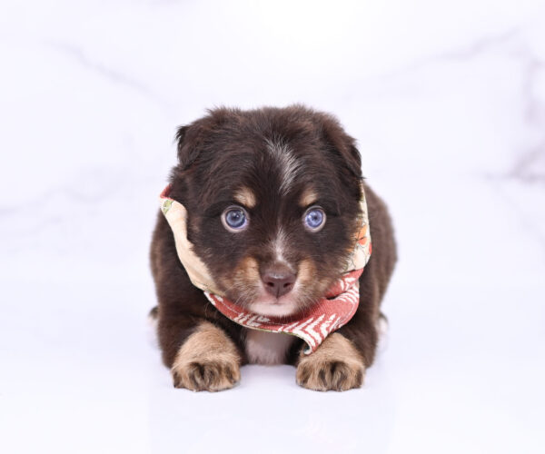 Mini / Toy Australian Shepherd Puppy Ridley