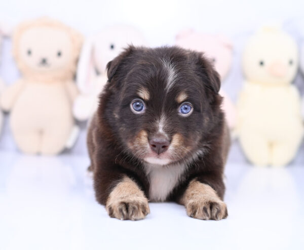 Mini / Toy Australian Shepherd Puppy Ridley