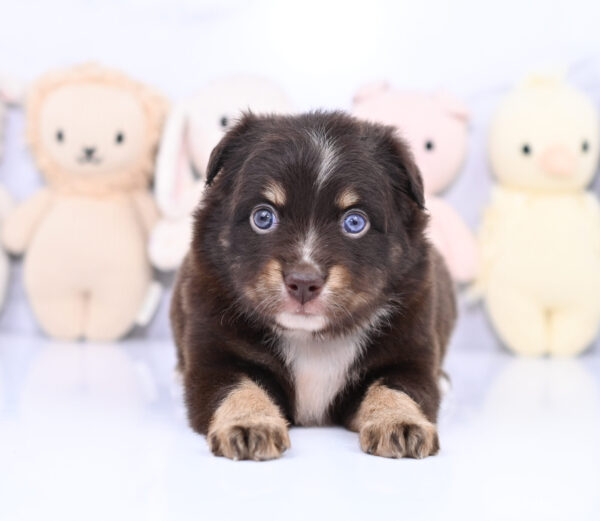 Mini / Toy Australian Shepherd Puppy Ridley