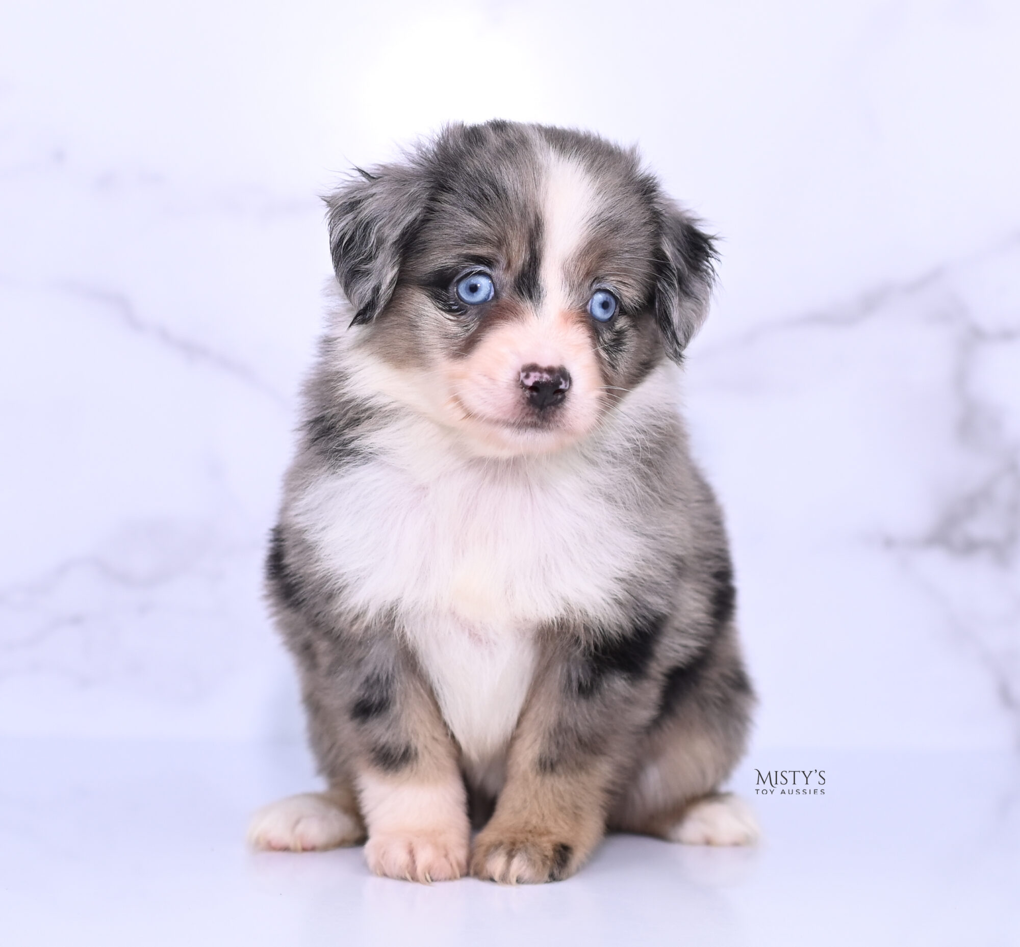 Furever Homes Misty s Toy Aussies