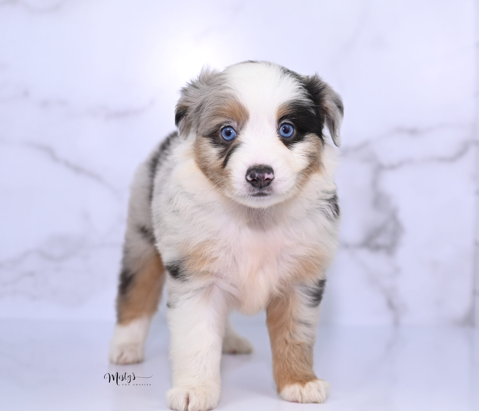 Toy-Australian-Shepherd-