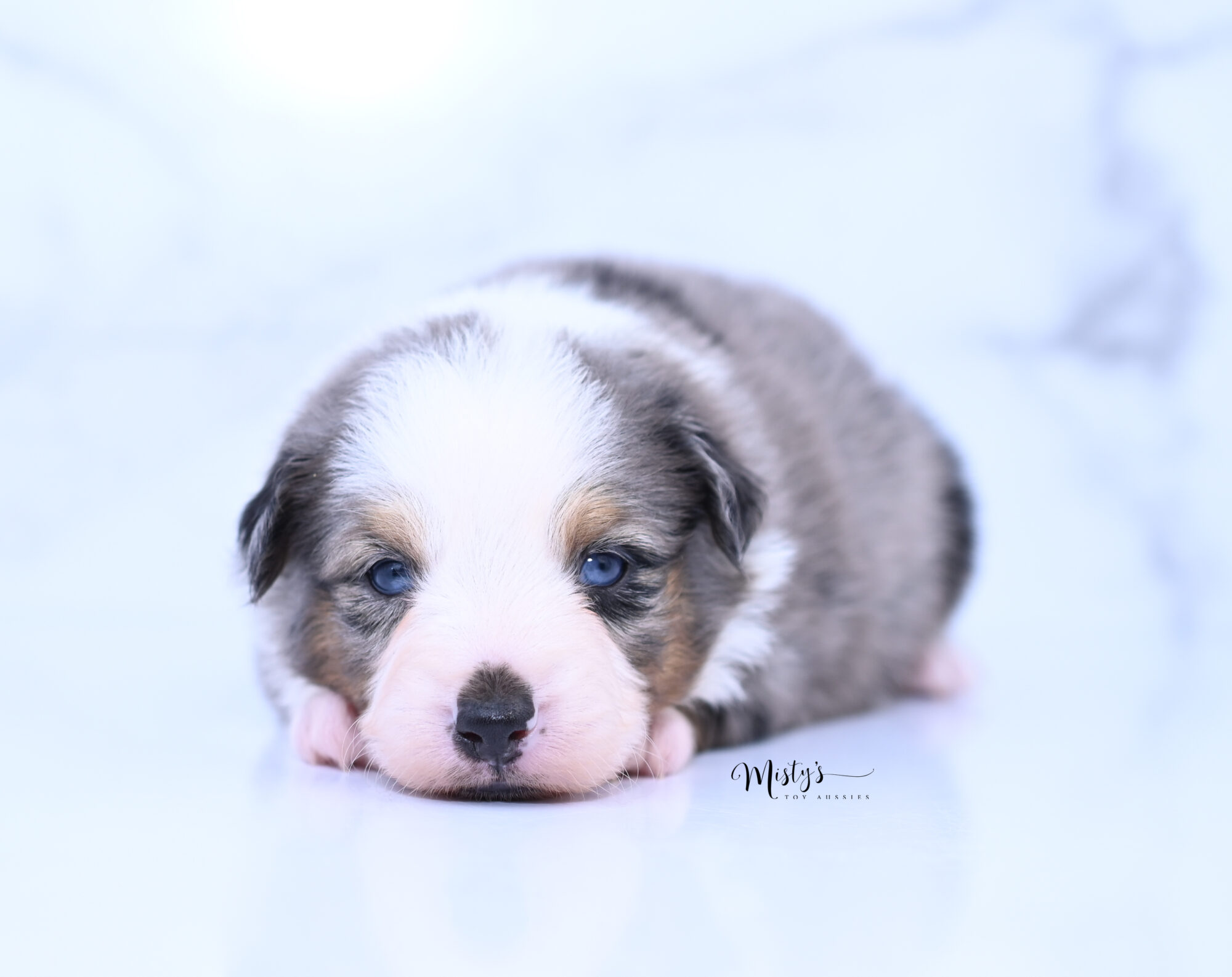 Puppy Nursery Misty s Toy Aussies