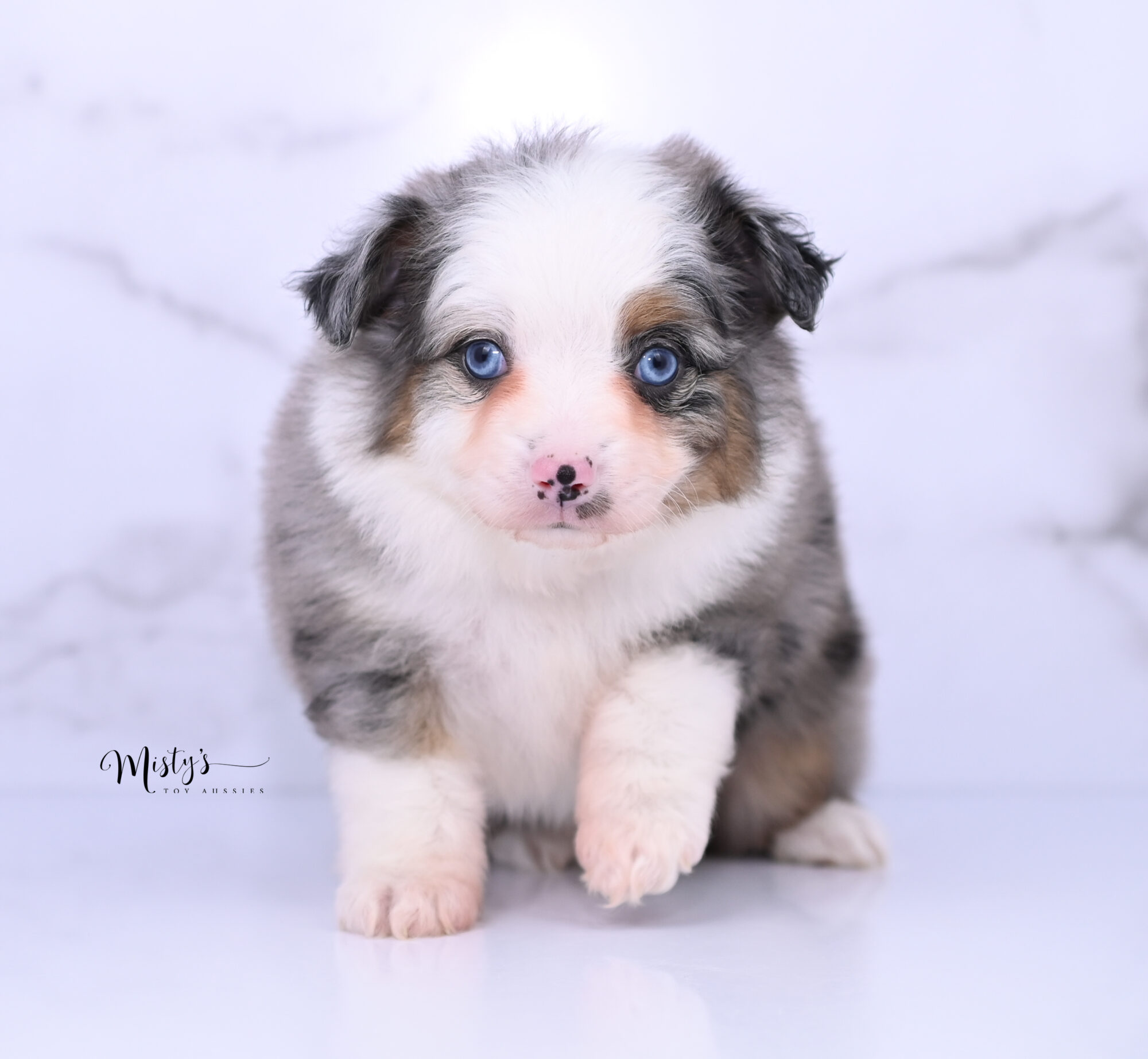 Caspian | Australian Shepherd Puppy