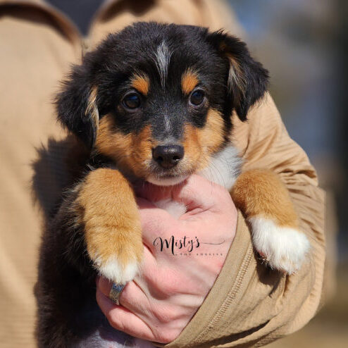 Mini / Toy Australian Shepherd Puppy Tubbs