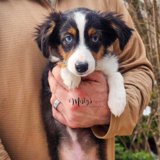 Mini / Toy Australian Shepherd Puppy Volare