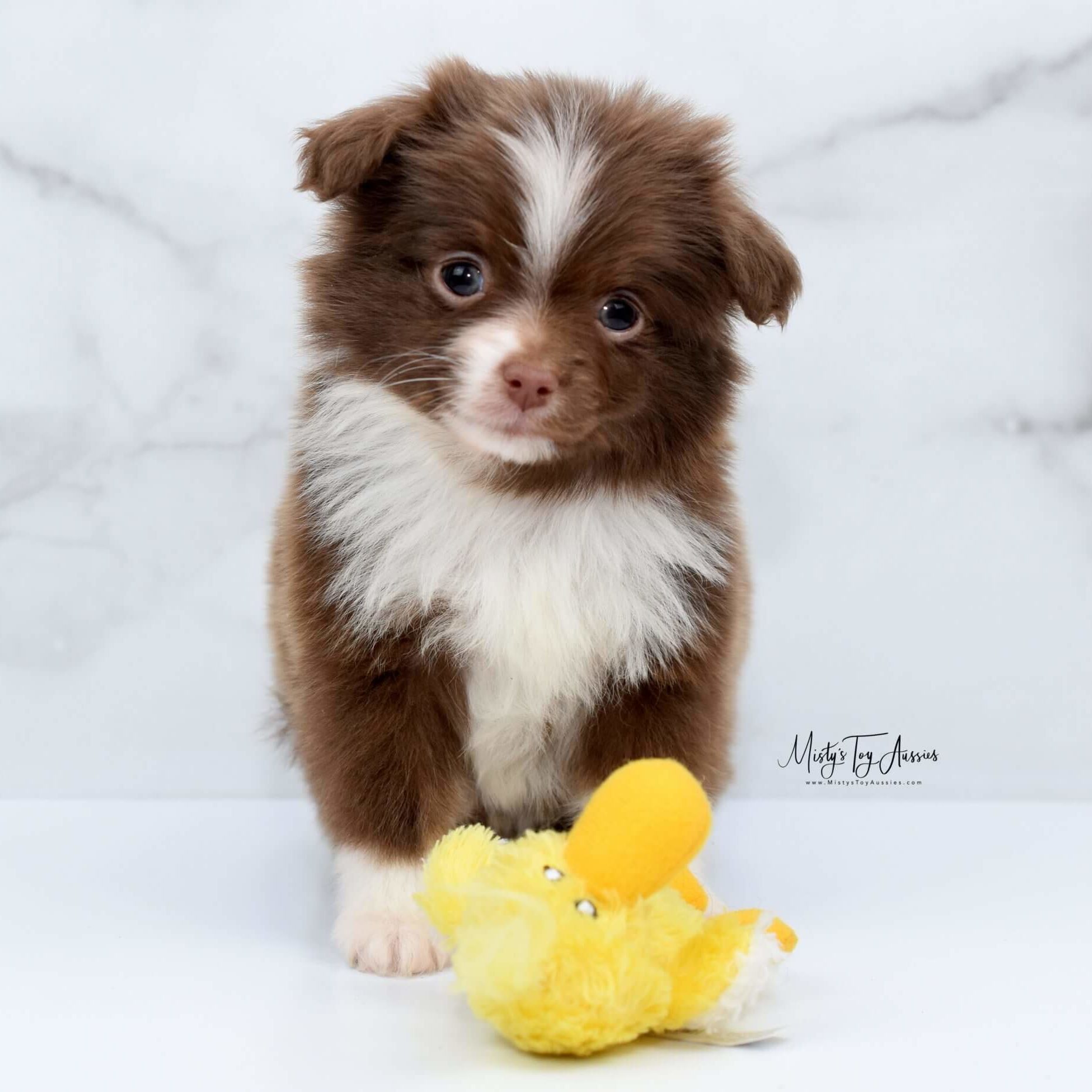 aussie pup aussie pup