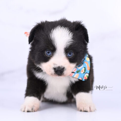 Australian Shepherd Puppies BOONE 5 Weeks49