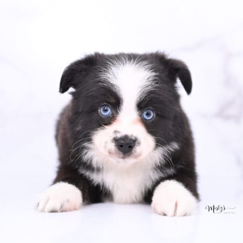 Australian Shepherd Puppies BOONE 7 Weeks93