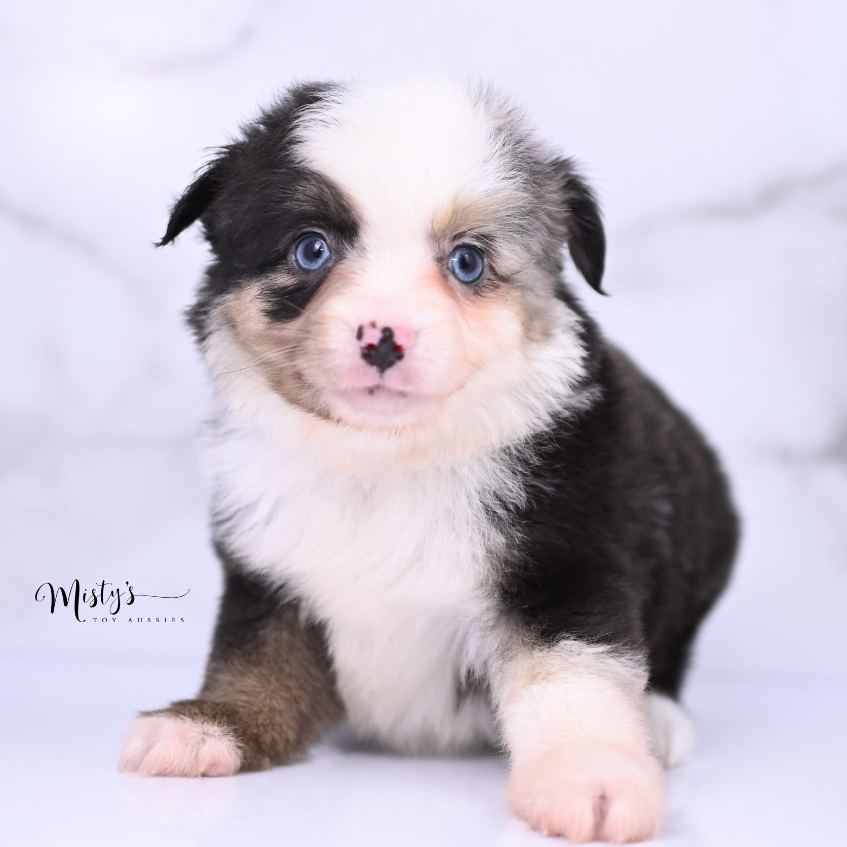 Australian Shepherd Puppies FLORRIE 6 Weeks80