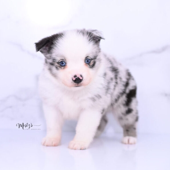 Australian Shepherd Puppies FRODY 5 Weeks41