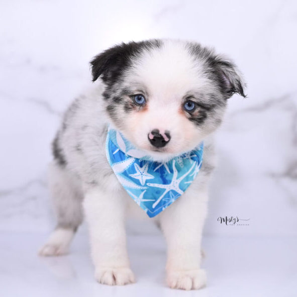 Australian Shepherd Puppies FRODY 7 Weeks65