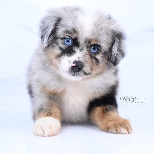 Australian Shepherd Puppies HOT CAKES 7 Weeks43