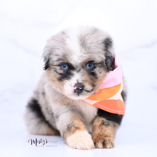 Australian Shepherd Puppies Hot Cakes 5 Weeks75 Australian Shepherd Puppies Hot Cakes 5 Weeks75