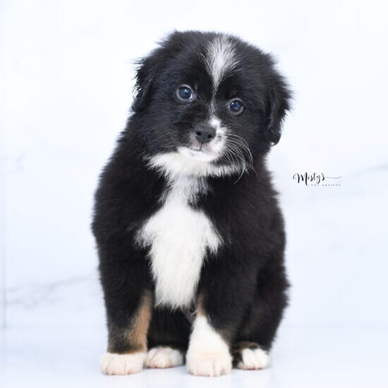 Australian Shepherd Puppies LENNY 7 Weeks31