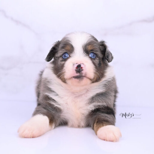 Australian Shepherd Puppies LOXY 5 Weeks03