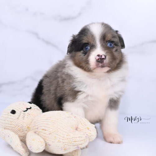 Australian Shepherd Puppies MERLIE 5 Weeks80