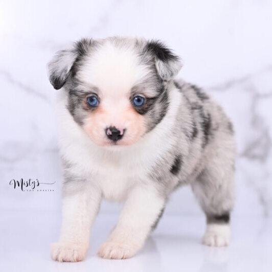 Australian Shepherd Puppies PICA 5 Weeks74